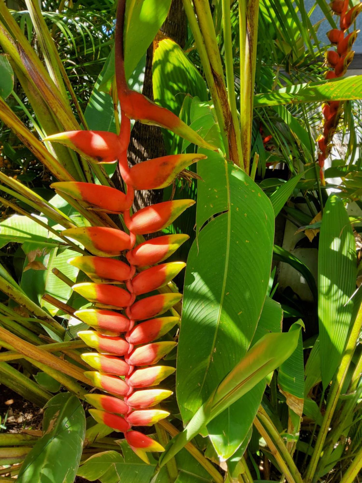Villa Beaute Tropicale Saint Pierre Exterior foto